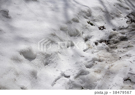 雪 38479567