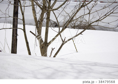 雪 雪 38479568