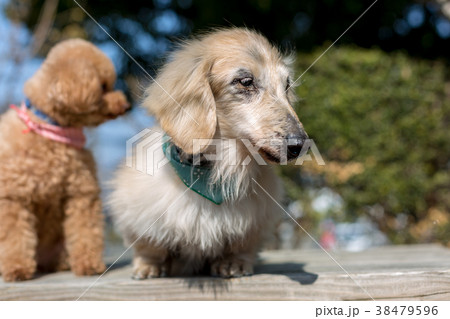 老犬 38479596
