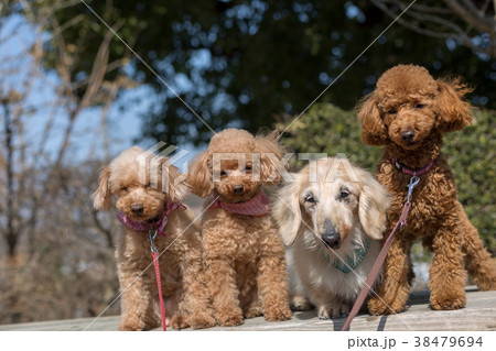 愛犬の散歩 愛犬の散歩 38479694