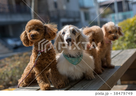 愛犬の散歩 愛犬の散歩 38479749