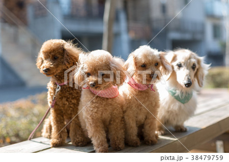 愛犬の散歩 38479759