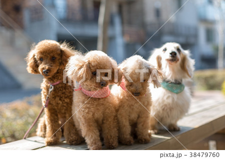 愛犬の散歩 38479760