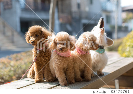 愛犬の散歩 愛犬の散歩 38479761