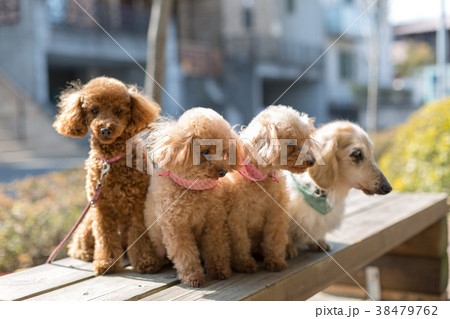 愛犬の散歩 愛犬の散歩 38479762