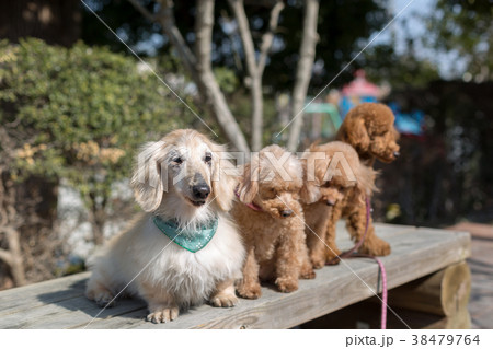 愛犬の散歩 愛犬の散歩 38479764