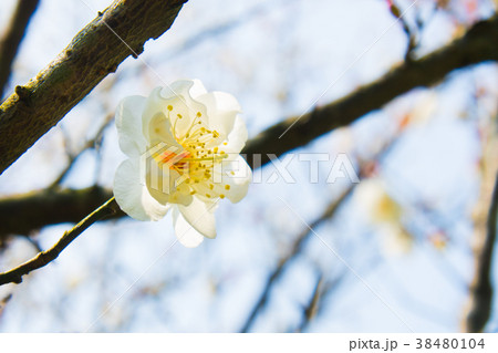 台湾 新北市 冬 38480104