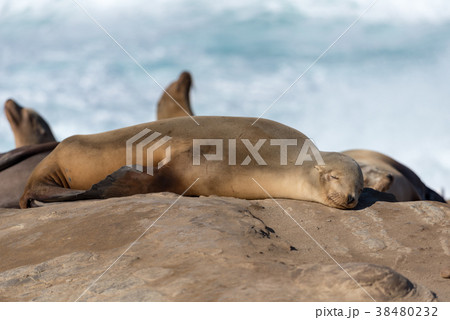 日向ぼっこをする野生のアシカ 38480232