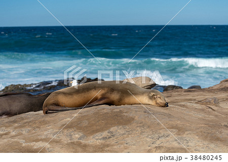 日向ぼっこをするアシカ 38480245