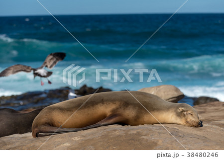 日向ぼっこをするアシカ 38480246