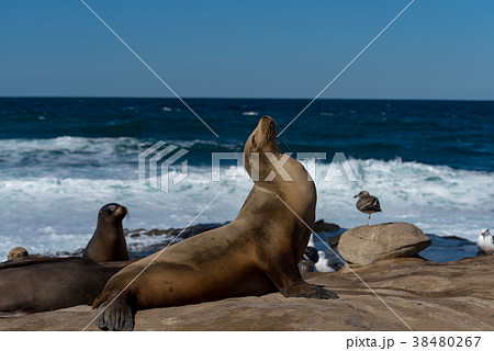 エビ反りになる野生のアシカ 38480267