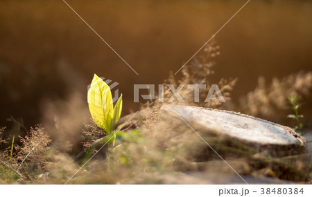 Young shoots of the tree. 38480384