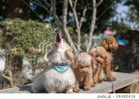 愛犬の散歩 38480416