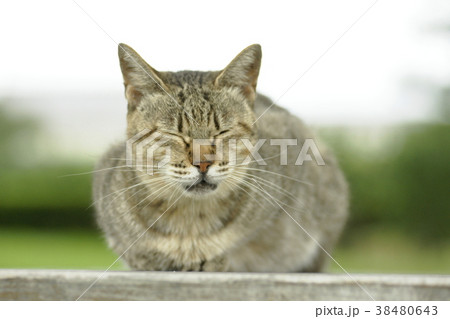 ねこ ねこ 38480643