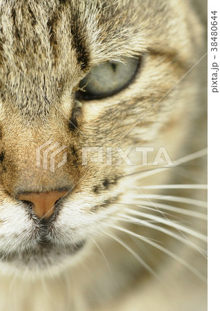 ねこ 38480644