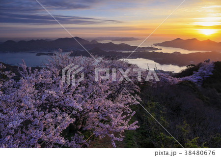 朝日に染まる瀬戸内の桜 朝日に染まる瀬戸内の桜 38480676