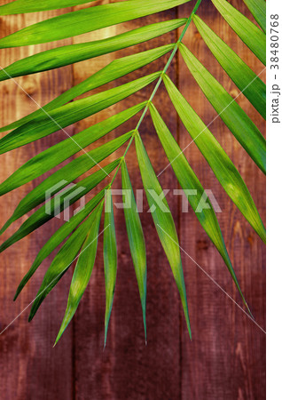 Green palm leaf in the sun rays  38480768