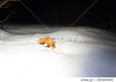 テン（ホンドテン） 38480960