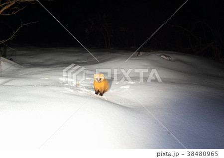 テン（ホンドテン） 38480965