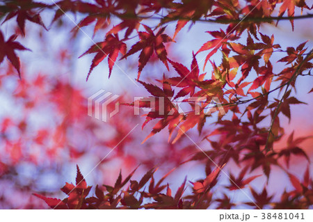 autumn leaves 38481041