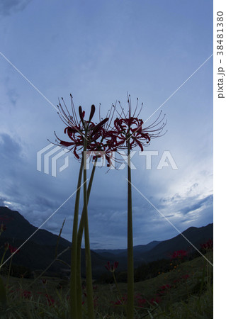 red spider lily announce the autumn equinox red spider lily announce the autumn equinox 38481380