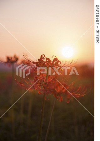 red spider lily announce the autumn equinox 38481390
