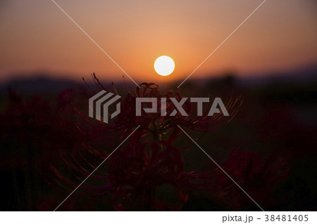 red spider lily announce the autumn equinox 38481405