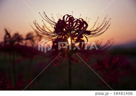red spider lily announce the autumn equinox 38481406