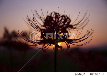 red spider lily announce the autumn equinox 38481407