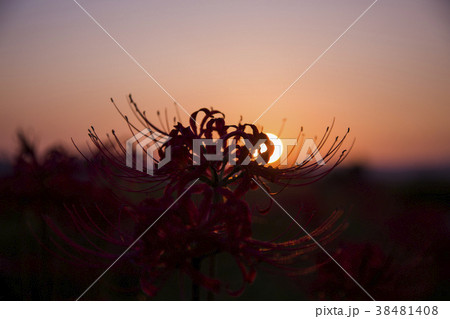 red spider lily announce the autumn equinox red spider lily announce the autumn equinox 38481408