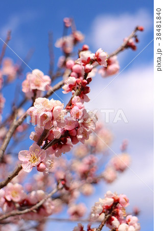 梅　錦性野梅　Prunus mume 'Nishikisei-yabai' 38481840