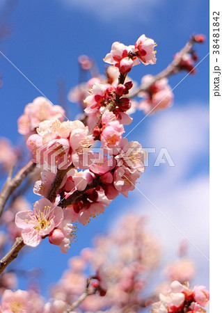梅 錦性野梅 Prunus mume 'Nishikisei-yabai' 梅 錦性野梅 Prunus mume 'Nishikisei-yabai' 38481842