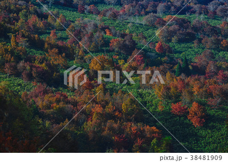 氷ノ山の紅葉 氷ノ山の紅葉 38481909