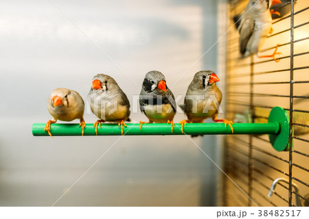 Birds sitting on a stick in pet shop Birds sitting on a stick in pet shop 38482517