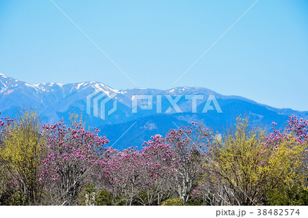 竜ヶ岳　三重県菰野町にて 38482574