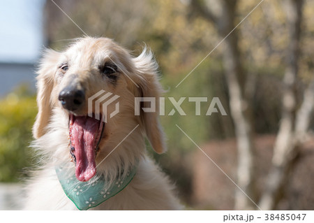 老犬 38485047
