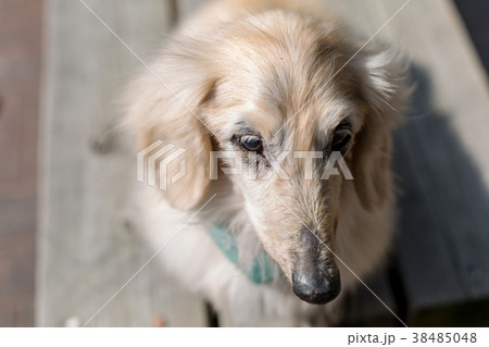 老犬 38485048