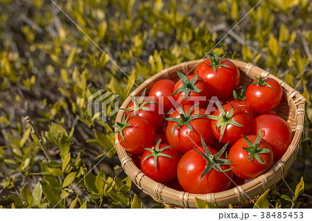 アメーラトマト 38485453