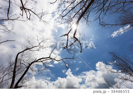 Dry tree or dead tree branches on blue sky  38486355