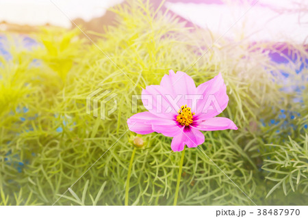 Lovely one flower cosmos on tree with green leaf i Lovely one flower cosmos on tree with green leaf i 38487970