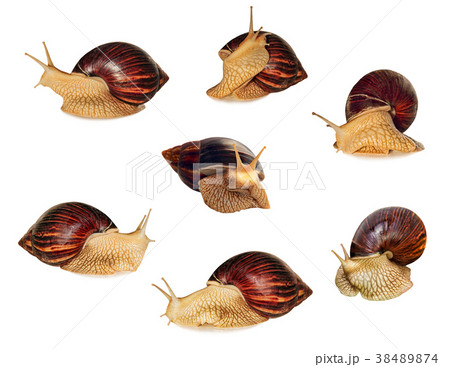 Set of Giant african Achatina snail.Isolated. Set of Giant african Achatina snail.Isolated. 38489874