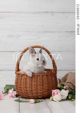 Easter bunny in basket on white planks 38489972