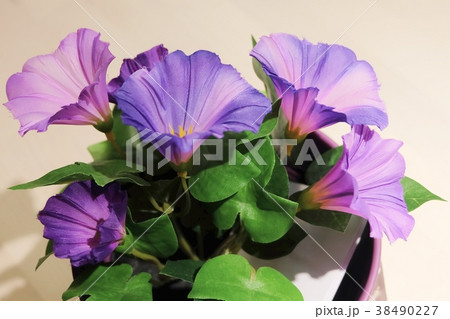 Purple Artificial Morning Glory with Leaves Purple Artificial Morning Glory with Leaves 38490227