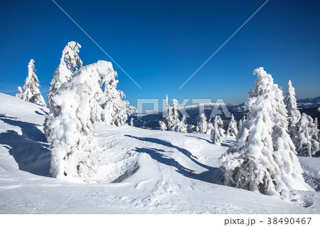 winter landscape of a Christmas tree in the snow 38490467