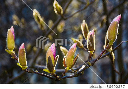 blossom of magnolia tree in springtime 38490877