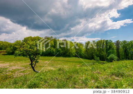 tree on a hump over the grassy meadow tree on a hump over the grassy meadow 38490912