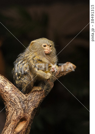 Small monkey pygmy marmoset. Small monkey pygmy marmoset. 38491315