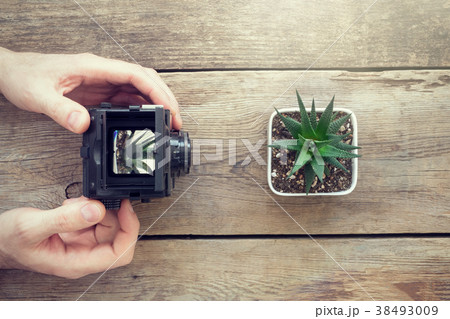 Photographer taking a picture of succulent. Photographer taking a picture of succulent. 38493009