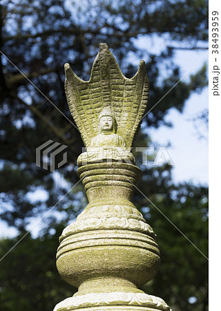 植物 風景 韓国 38493959