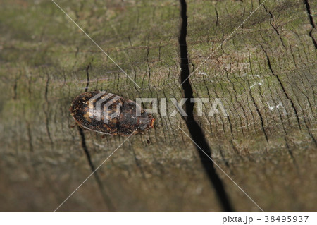 生き物　昆虫　クロキマダラケシキスイ、似た姿の別種があり模様に個体差があります。ややこしい・・・ 38495937